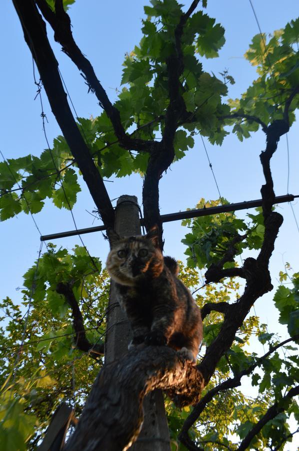 Azienda Agricola Campion Valdobbiadene Dış mekan fotoğraf