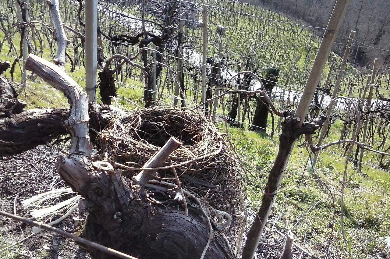 Azienda Agricola Campion Valdobbiadene Dış mekan fotoğraf
