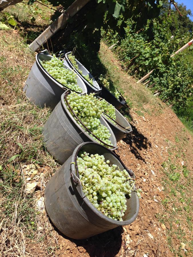 Azienda Agricola Campion Valdobbiadene Dış mekan fotoğraf