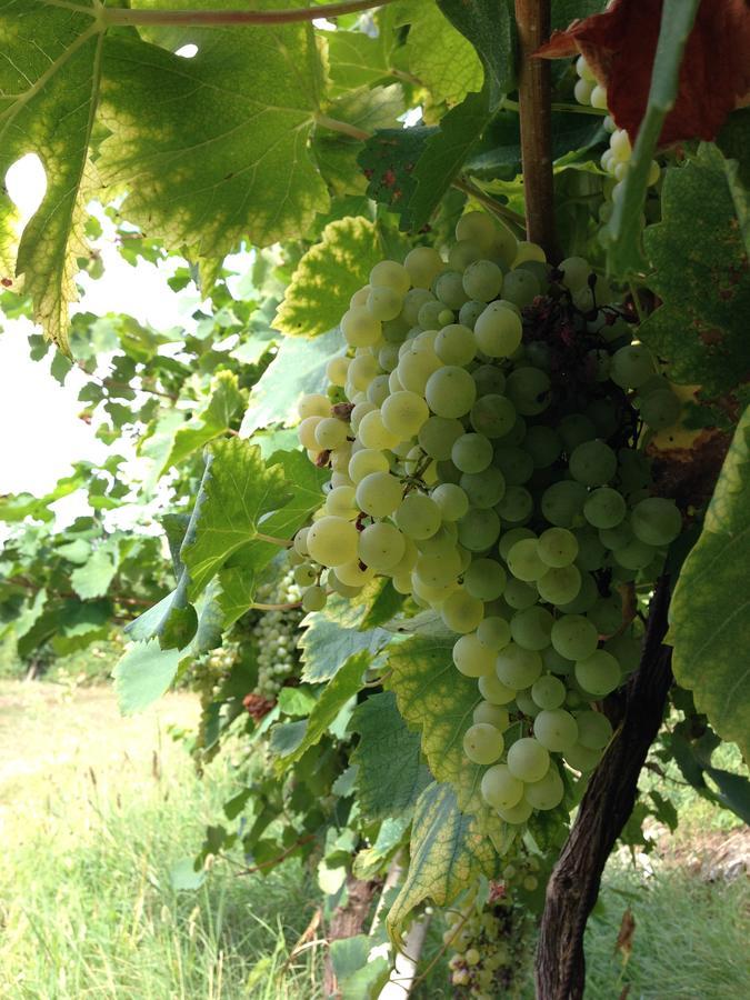 Azienda Agricola Campion Valdobbiadene Dış mekan fotoğraf