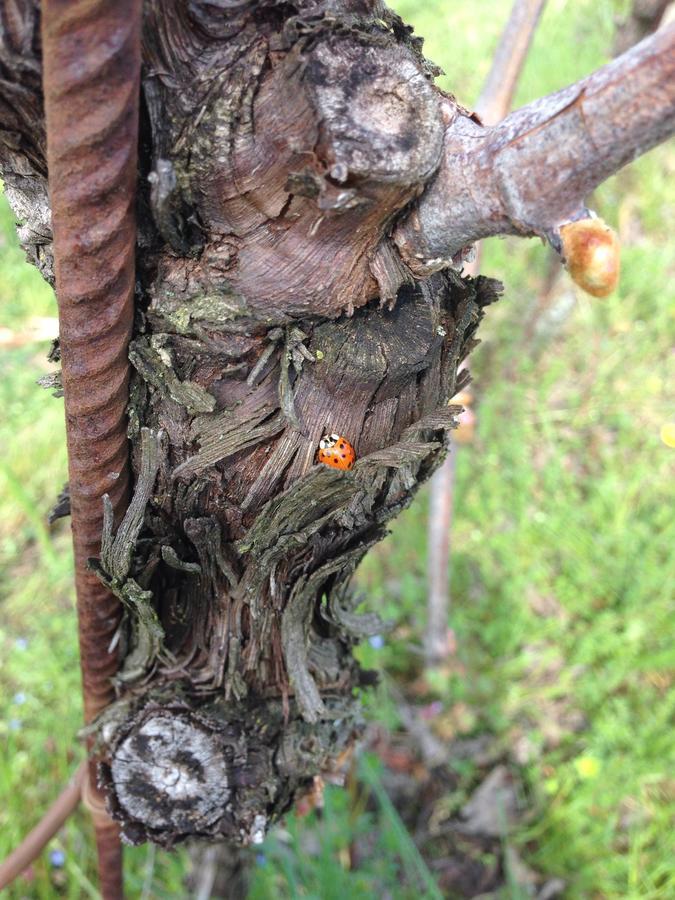 Azienda Agricola Campion Valdobbiadene Dış mekan fotoğraf